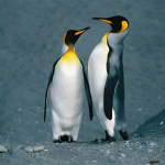 Pinguini e clima: i satelliti svelano come cambia la loro dieta